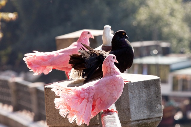 的前鋒之一 的前鋒之一